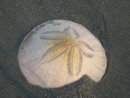 I resti di un riccio di mare