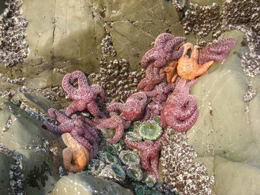 Stelle marine
