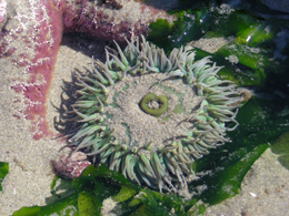 Un anemone