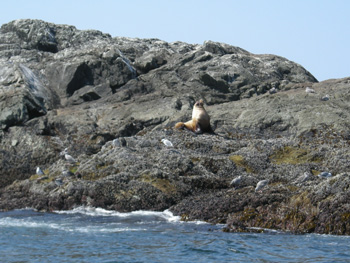 Un leone marino