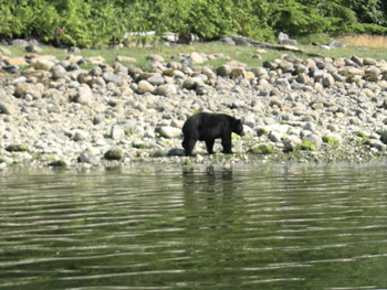 Un orso a caccia