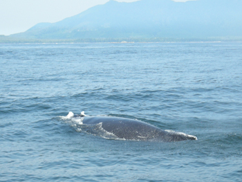 Il dorso di una balena