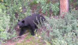 Un orso nero