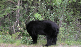 Un orso nero