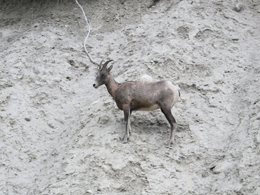 Una capra di montagna