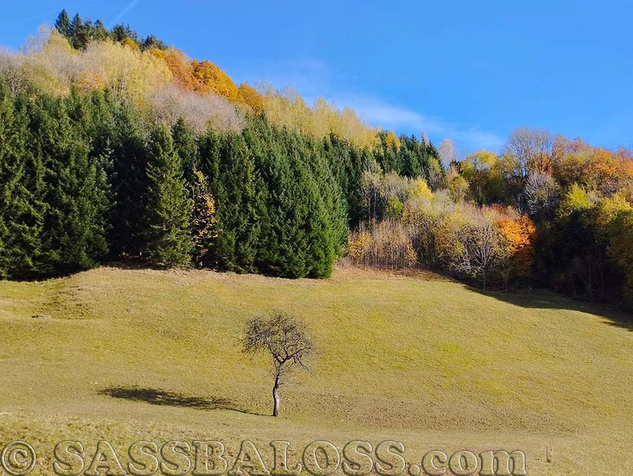 Ingrandisci