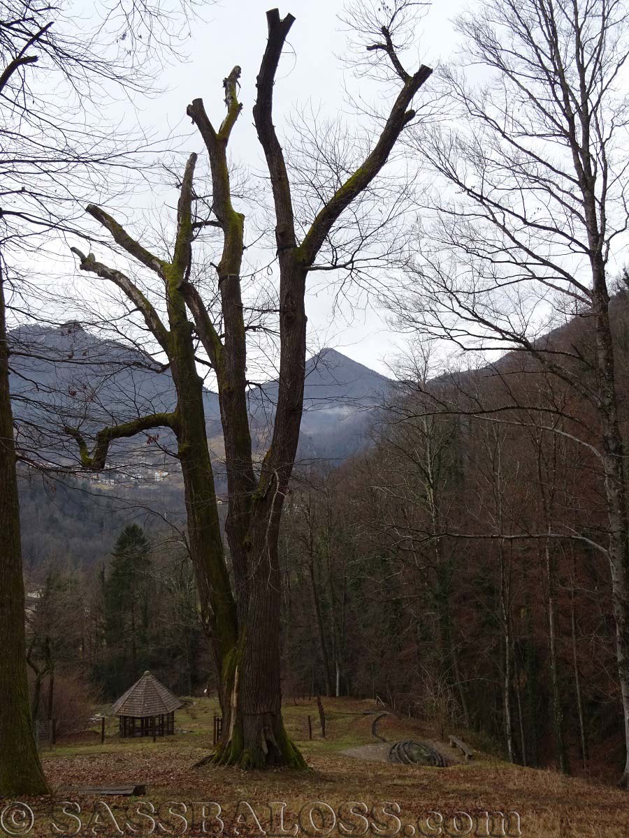 Ingrandisci