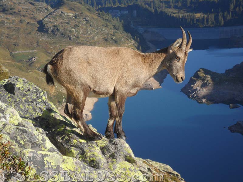 Ingrandisci