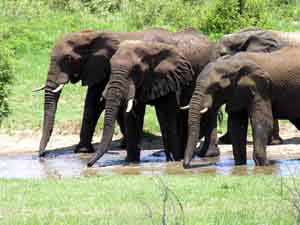 Elefanti nella Mahango Game Reserve