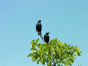 Coppia di uccellini su una pianta di Mopane